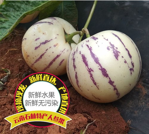 當季至鮮 云南黑鉆蜜芒5斤裝的舌尖禮贊